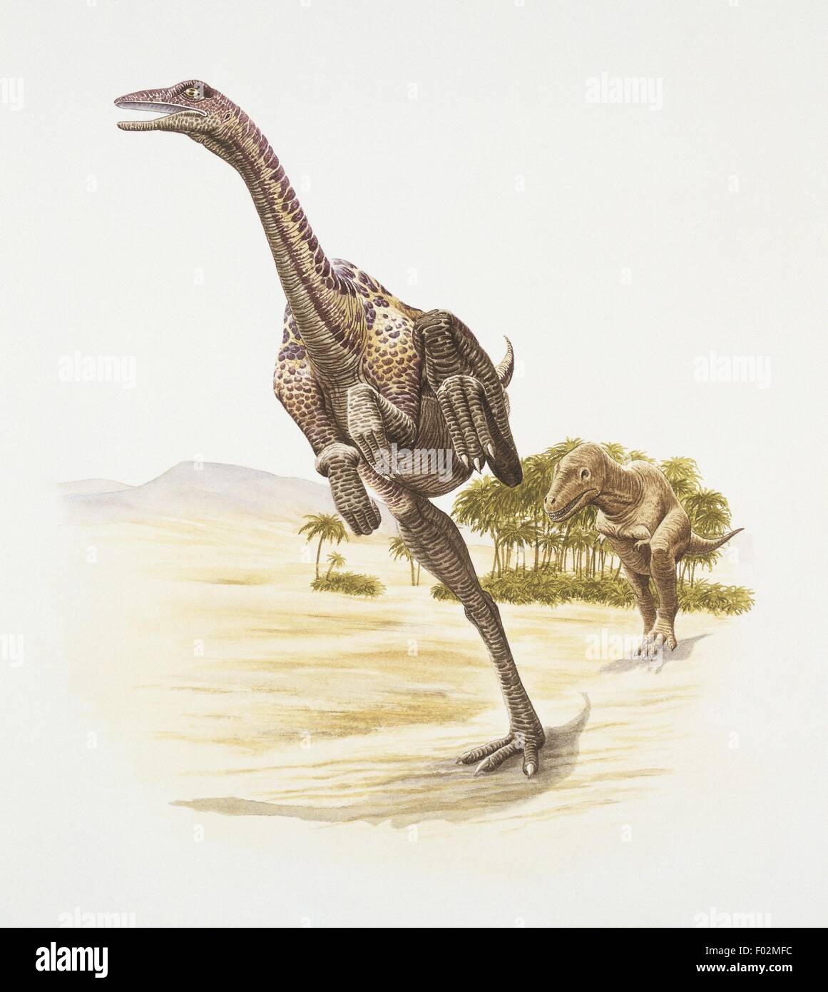 Zoopaleontologia - del periodo Cretaceo - i dinosauri - Anserimimus (opera d'arte da Barry Croucher) Foto Stock