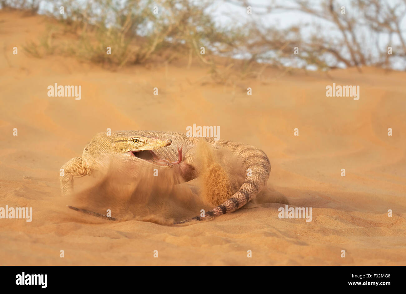 Monitor del deserto (Varanus griseus) slapping è la coda contro la sabbia, Sharjah Emirati arabi uniti Foto Stock
