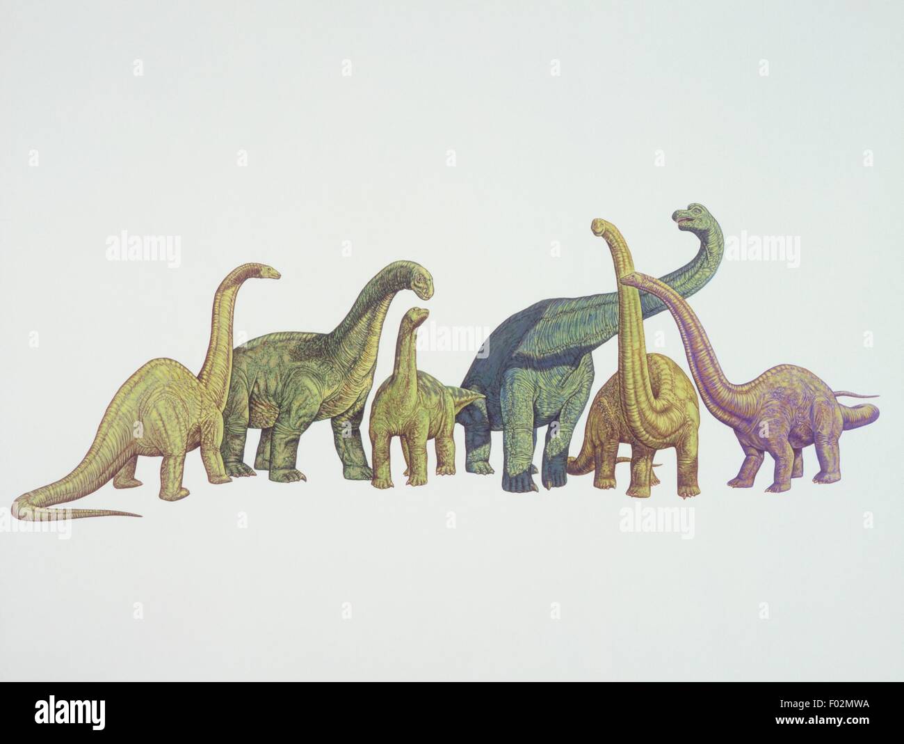 Zoopaleontologia - Giurassico - i dinosauri - Cetiosaurus, Camarasaurus, Opisthocoelicaudia, Brachiosaurus, Mamenchisaurus, Diplodocus. Opera d'arte Foto Stock