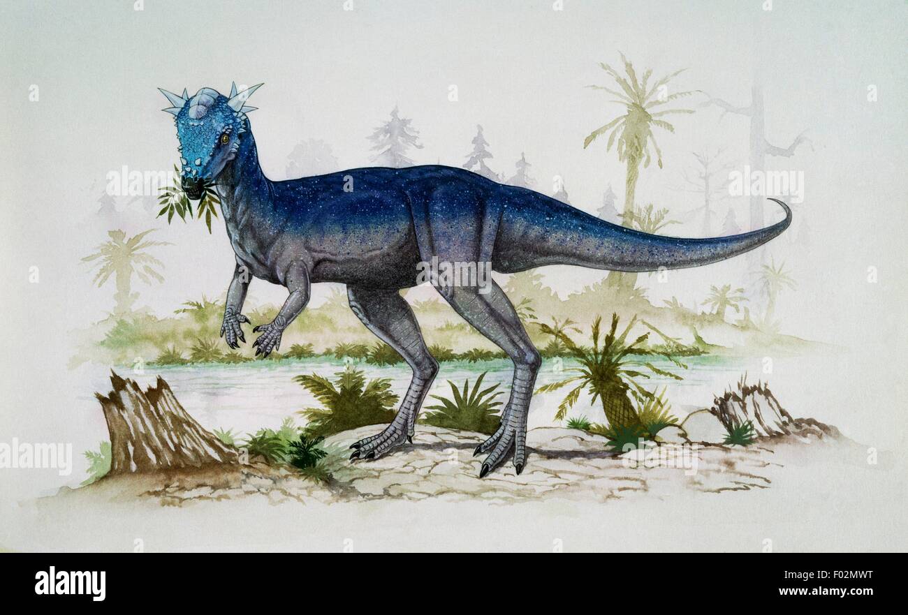 Stygimoloch spinifer, Pachycephalosauridae, tardo Cretaceo. Illustrazione. Foto Stock