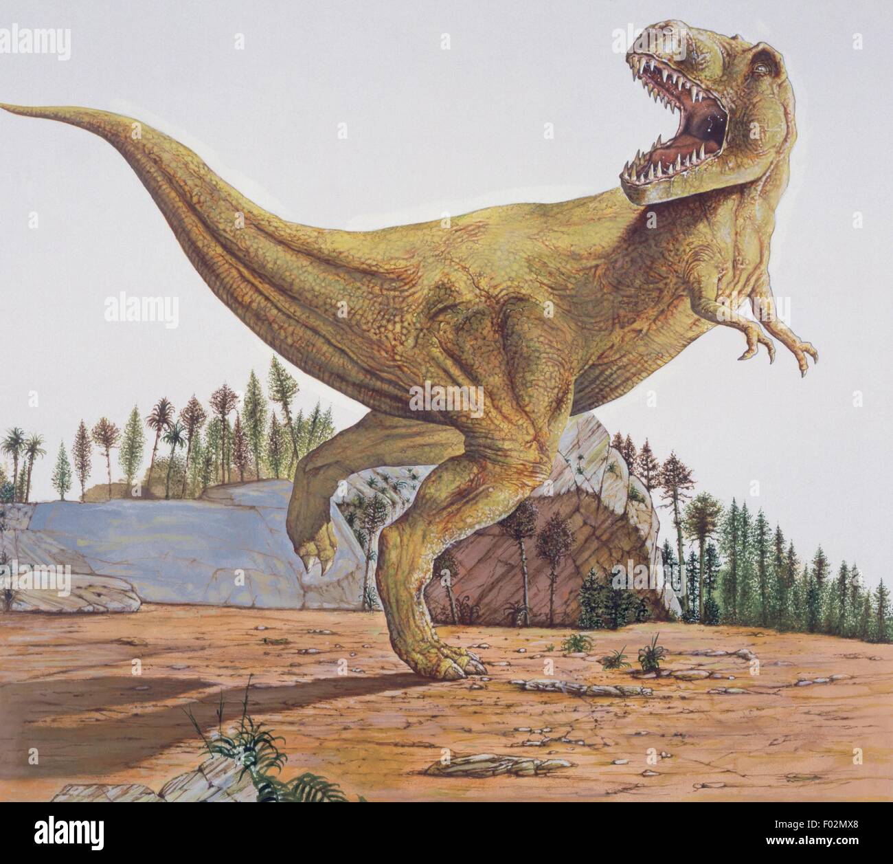 Zoopaleontologia - del periodo Cretaceo - i dinosauri - Tyrannosaurus rex. Opera d'arte Foto Stock