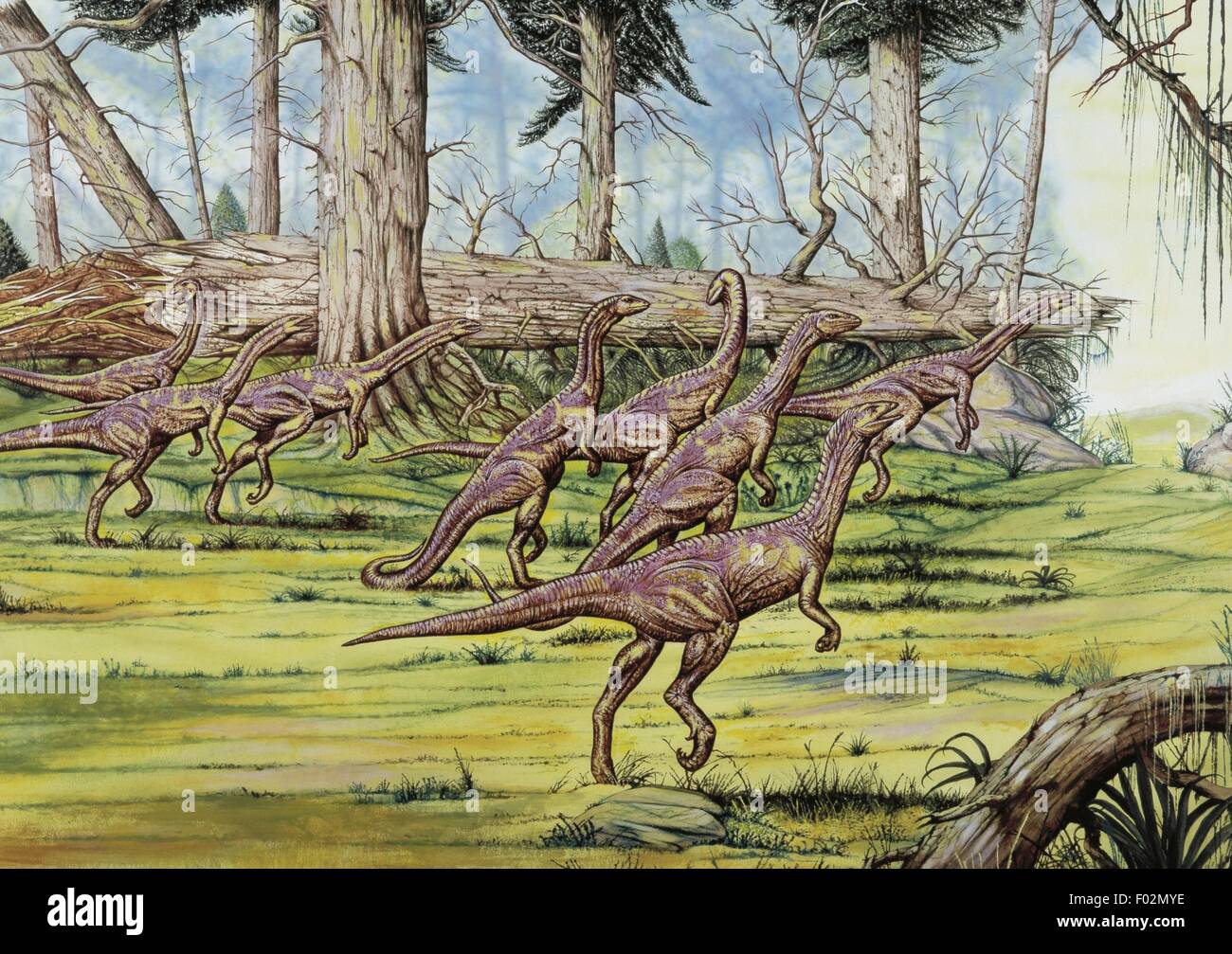 Zoopaleontologia - periodo triassico - i dinosauri - Coelophysis - opera d'arte da Neil Lloyd Foto Stock