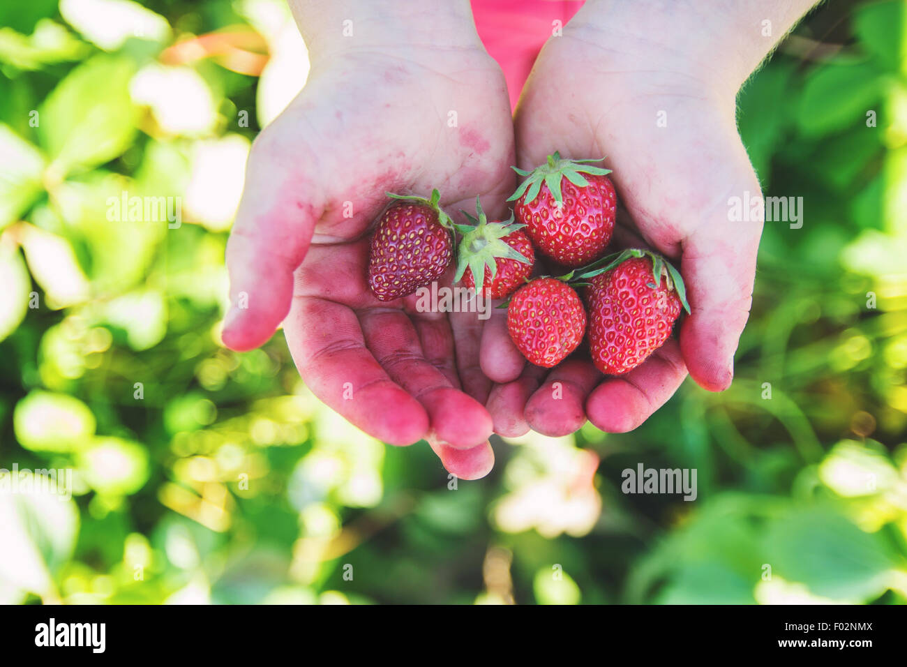 Primo piano di mani macchiate di un ragazzo che tengono fragole appena raccolte, USA Foto Stock