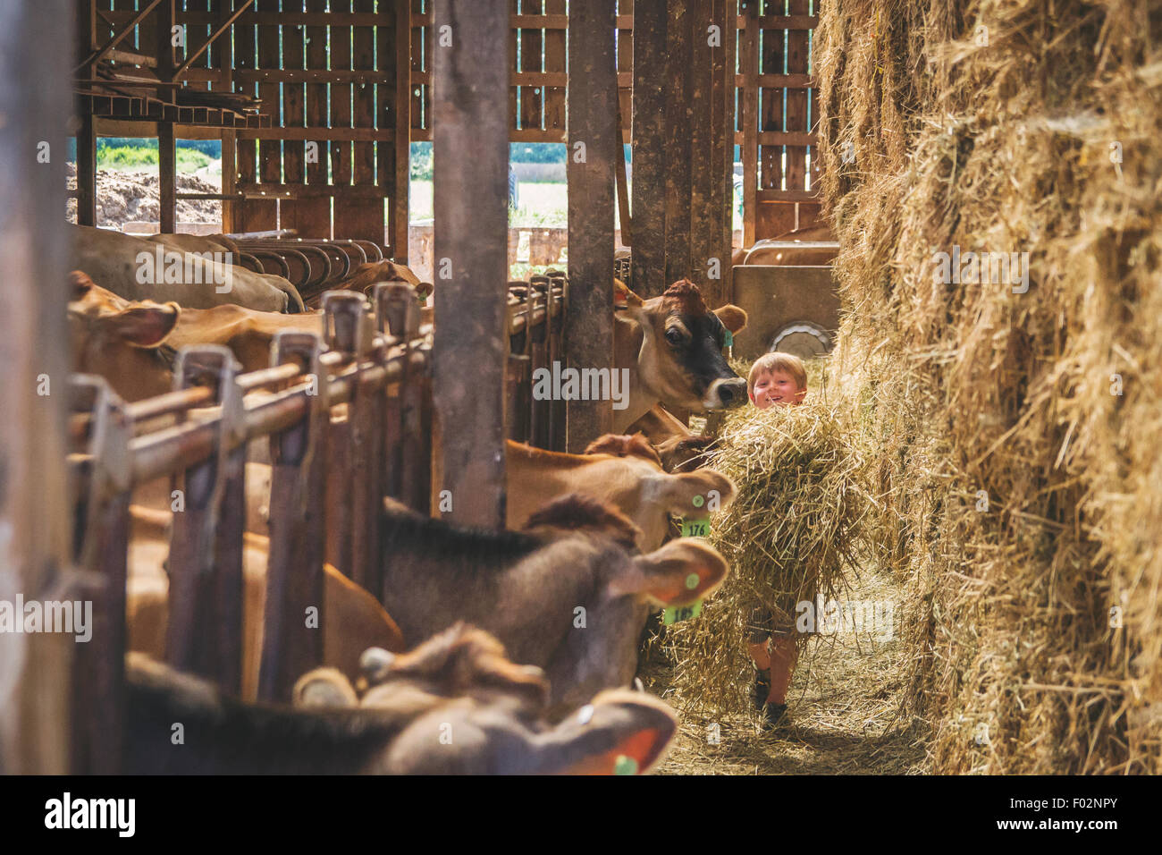Ragazzo con mucche da mangiare in bancarelle in fattoria Foto Stock