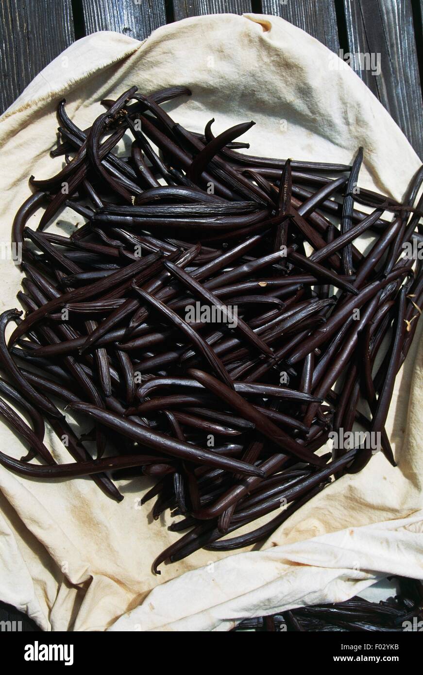 Baccelli di vaniglia, Tahaa, Isole della Società, Isole Sottovento, Polinesia francese (dipartimenti e territori francesi d'oltremare). Foto Stock