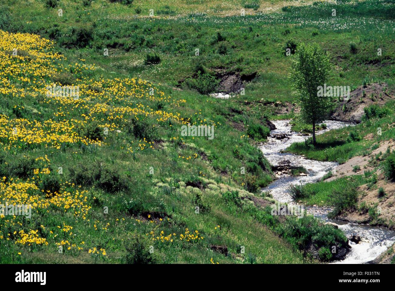 Stream vicino a Mancos, Colorado, Stati Uniti d'America. Foto Stock