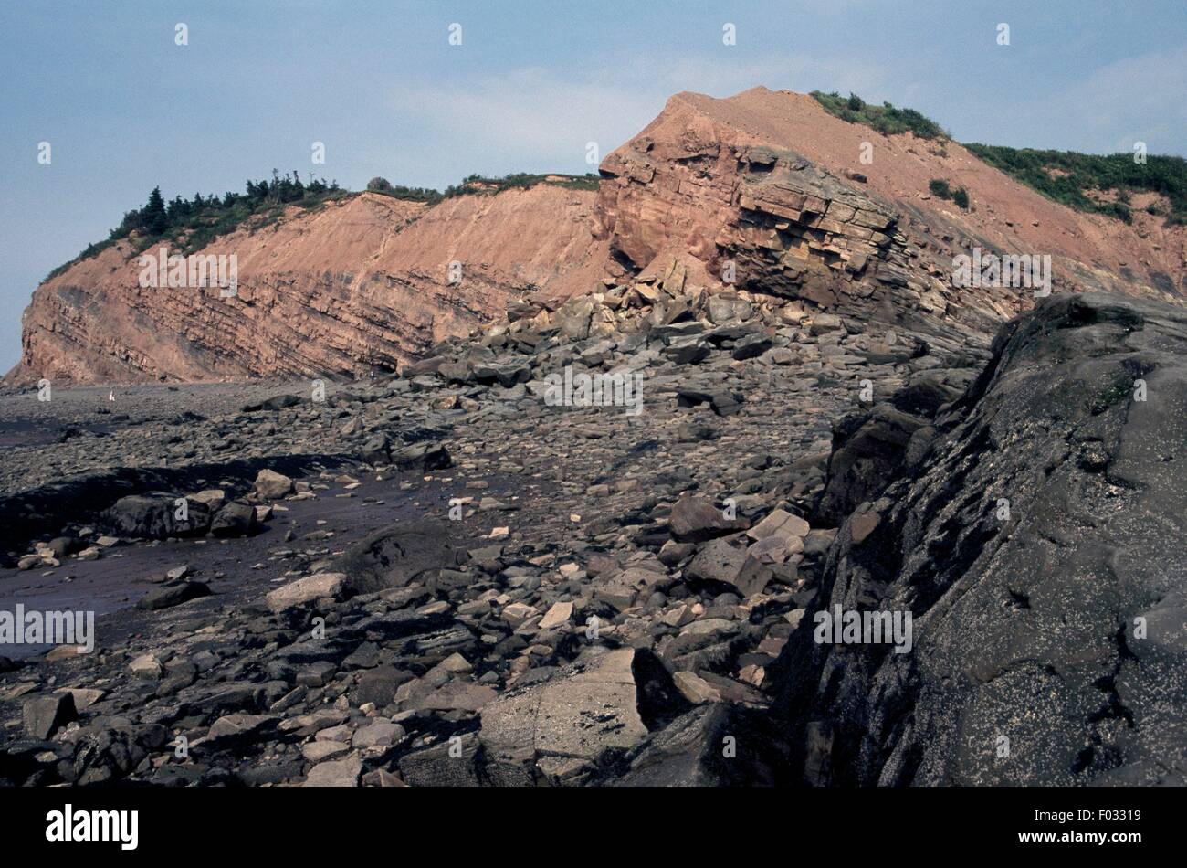 Area scoscese con carbonifero fossili, Nova Scotia, Canada. Foto Stock