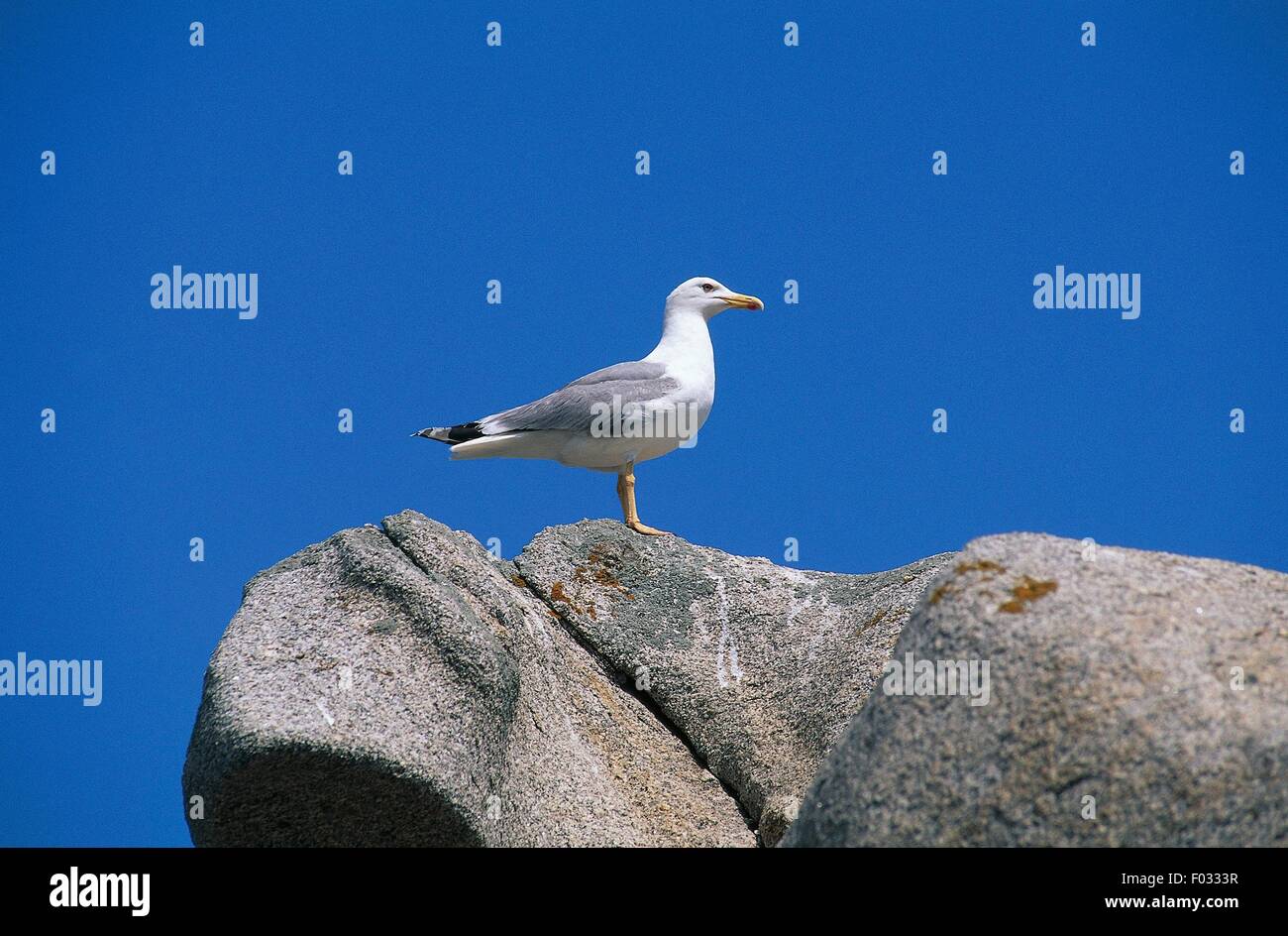 Sea Gull, isola di Lavezzi, Bouches de Bonifacio Riserva Naturale (Riserva Naturelle des Bouches de Bonifacio), Corse-du-Sud, Corsica, Francia. Foto Stock