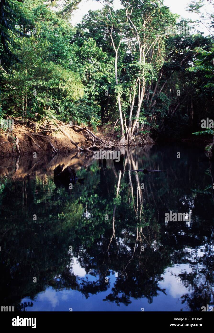 Vegetazione lungo la riva del fiume indiano, vicino a Portsmouth, Dominica. Foto Stock