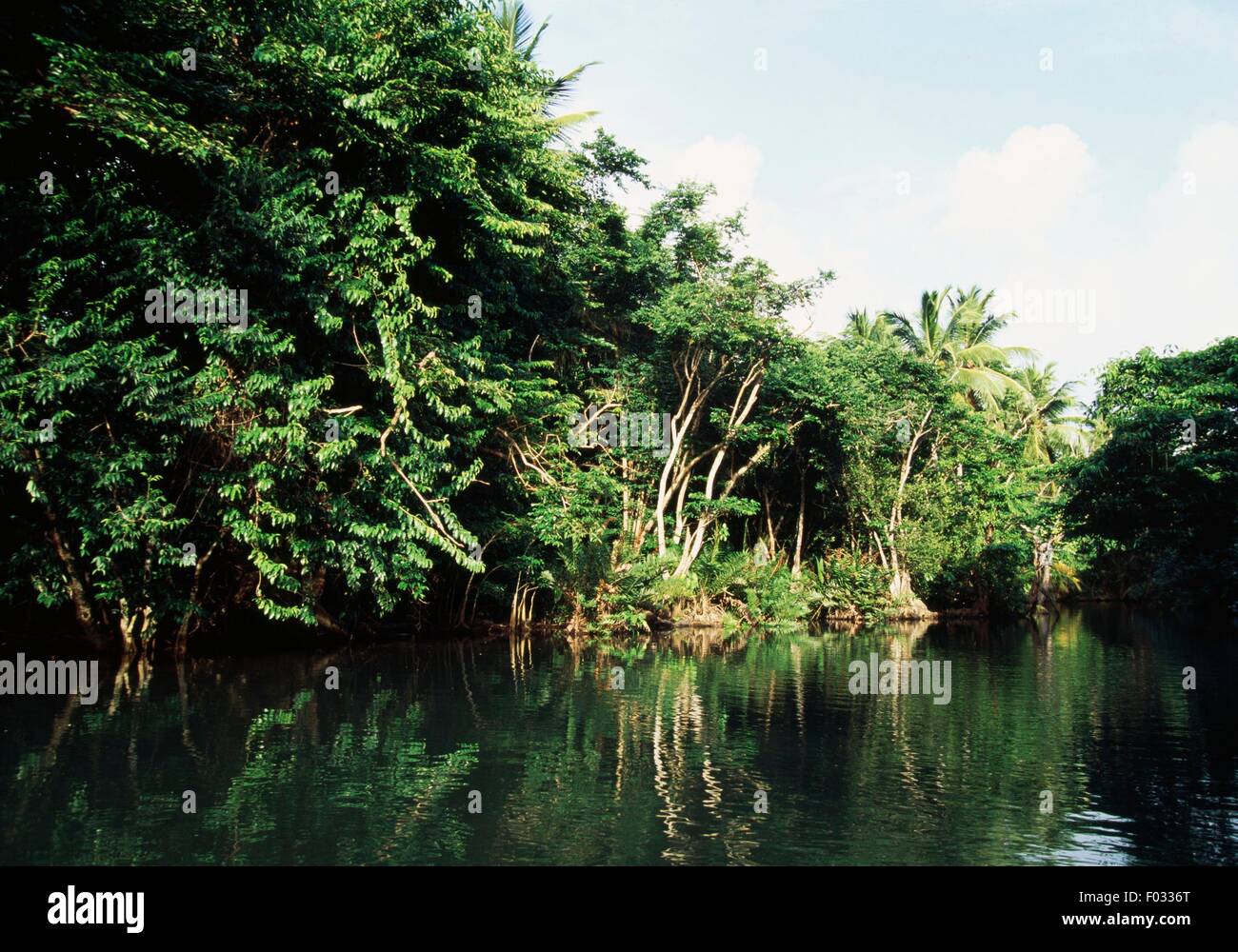 Vegetazione lungo la riva del fiume indiano, vicino a Portsmouth, Dominica. Foto Stock