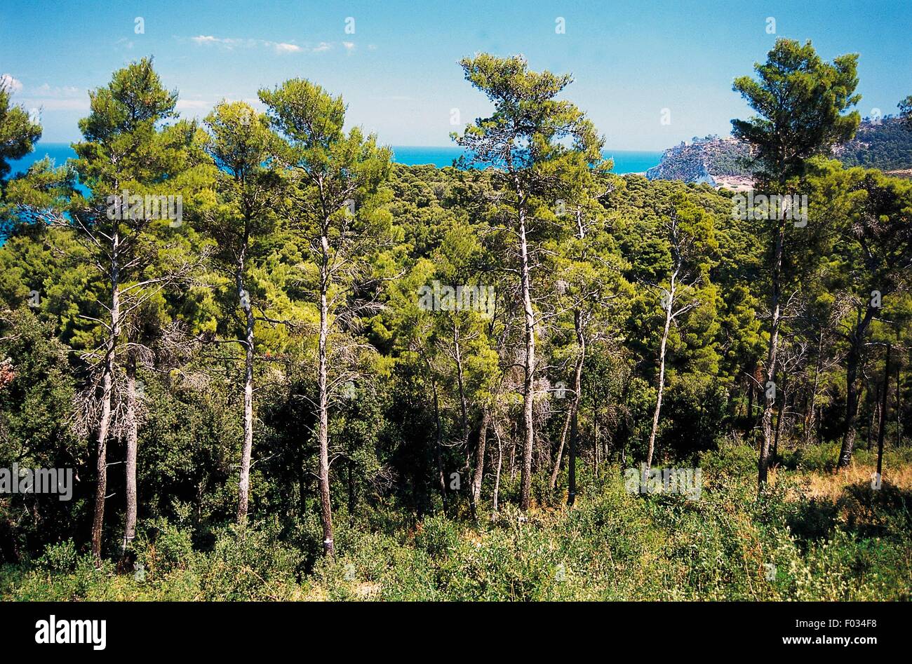 Pineta Marzini (antica pineta) vicino a Sannicandro Garganico, il Parco Nazionale del Gargano, Foggia, Puglia, Italia. Foto Stock