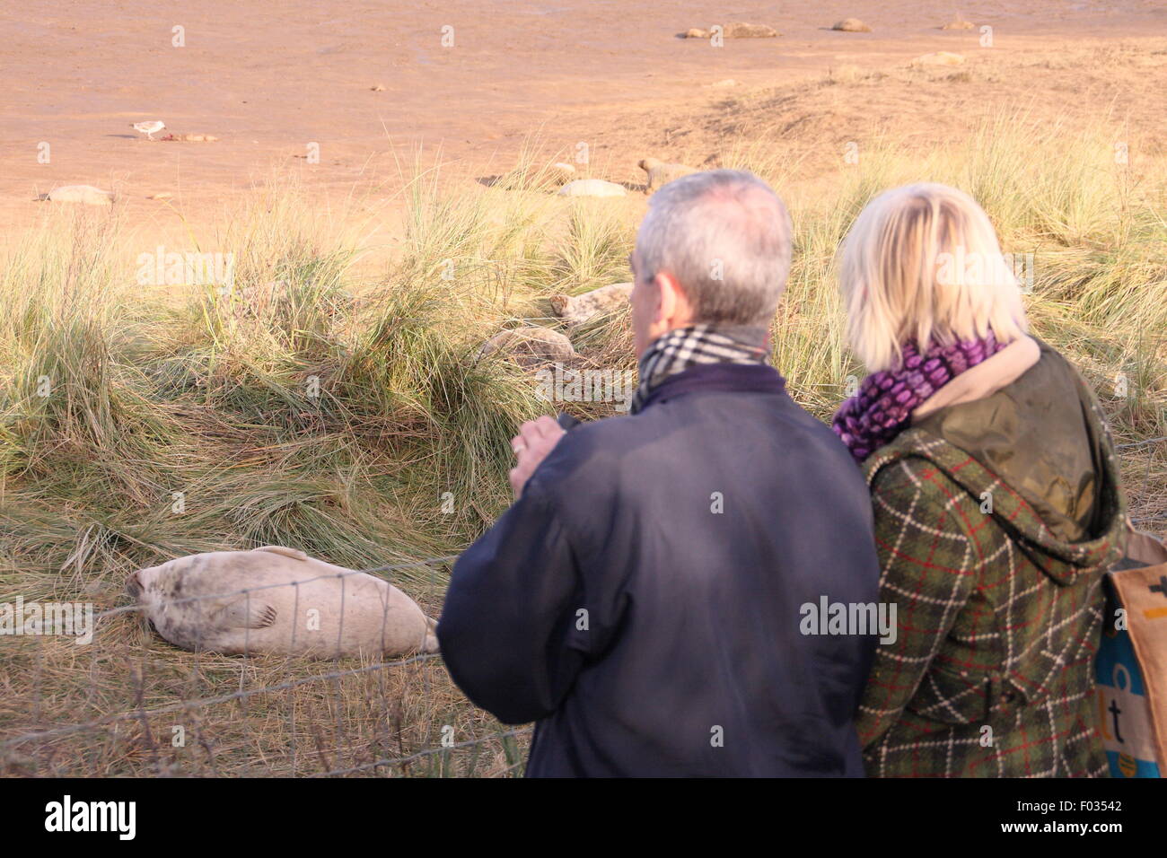 I visitatori di Donna Nook Riserva naturale testimone grigio cuccioli di foca e le loro madri dal pubblico area di visualizzazione, Lincolnshire UK Foto Stock