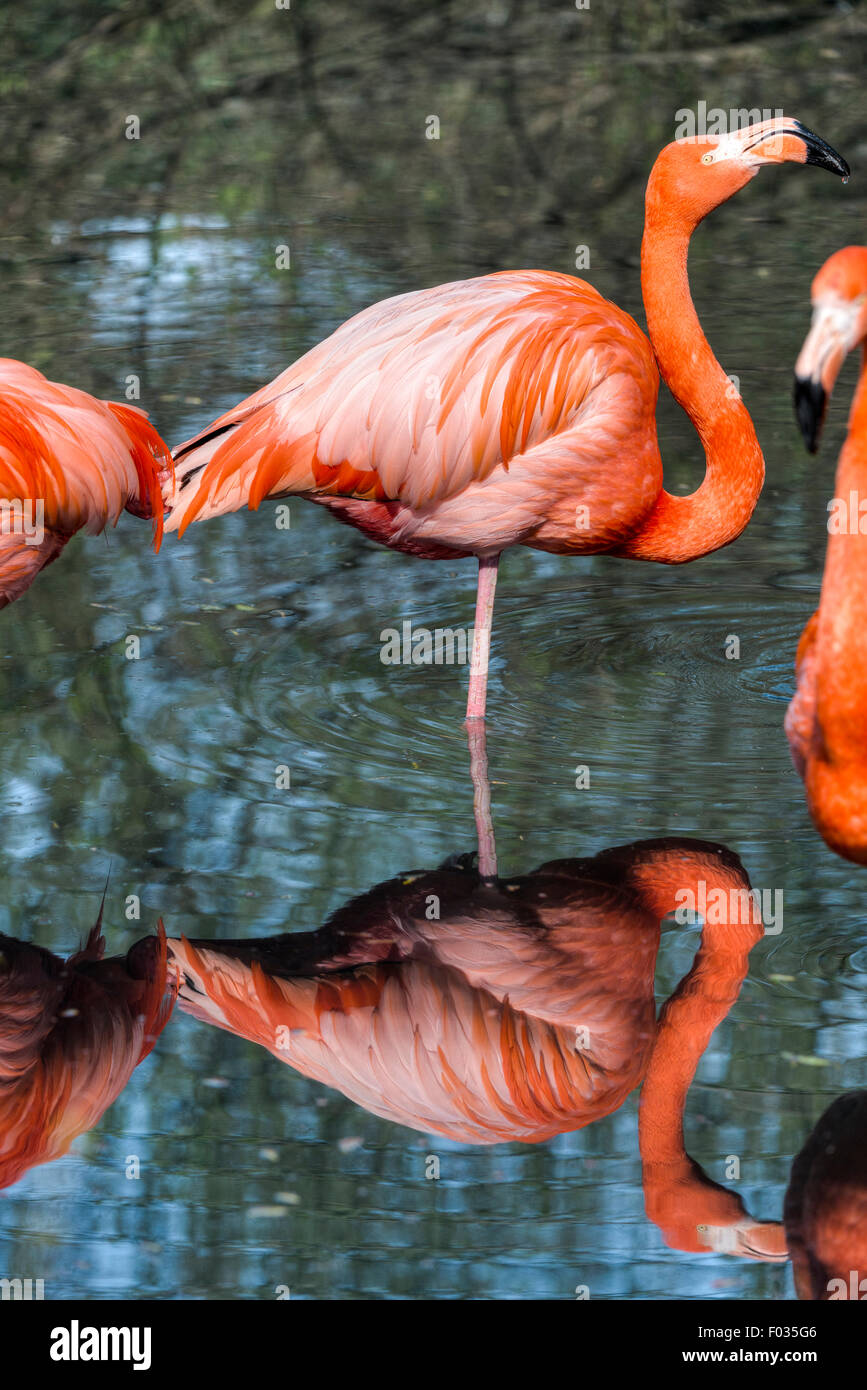 America, American Flamingo o dei Caraibi il fenicottero rosa Phoenicopterus ruber Foto Stock