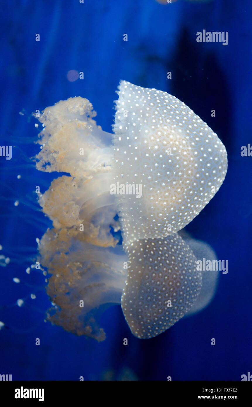 L'Italia,Liguria,l' Acquario di Genova,Phyllorhiza punctata è una specie di meduse, noto anche come la campana galleggiante,Australian spotted Foto Stock