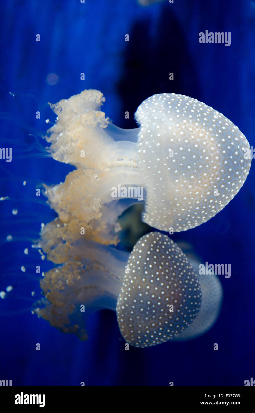 L'Italia,Liguria,l' Acquario di Genova,Phyllorhiza punctata è una specie di meduse, noto anche come la campana galleggiante,Australian spotted Foto Stock