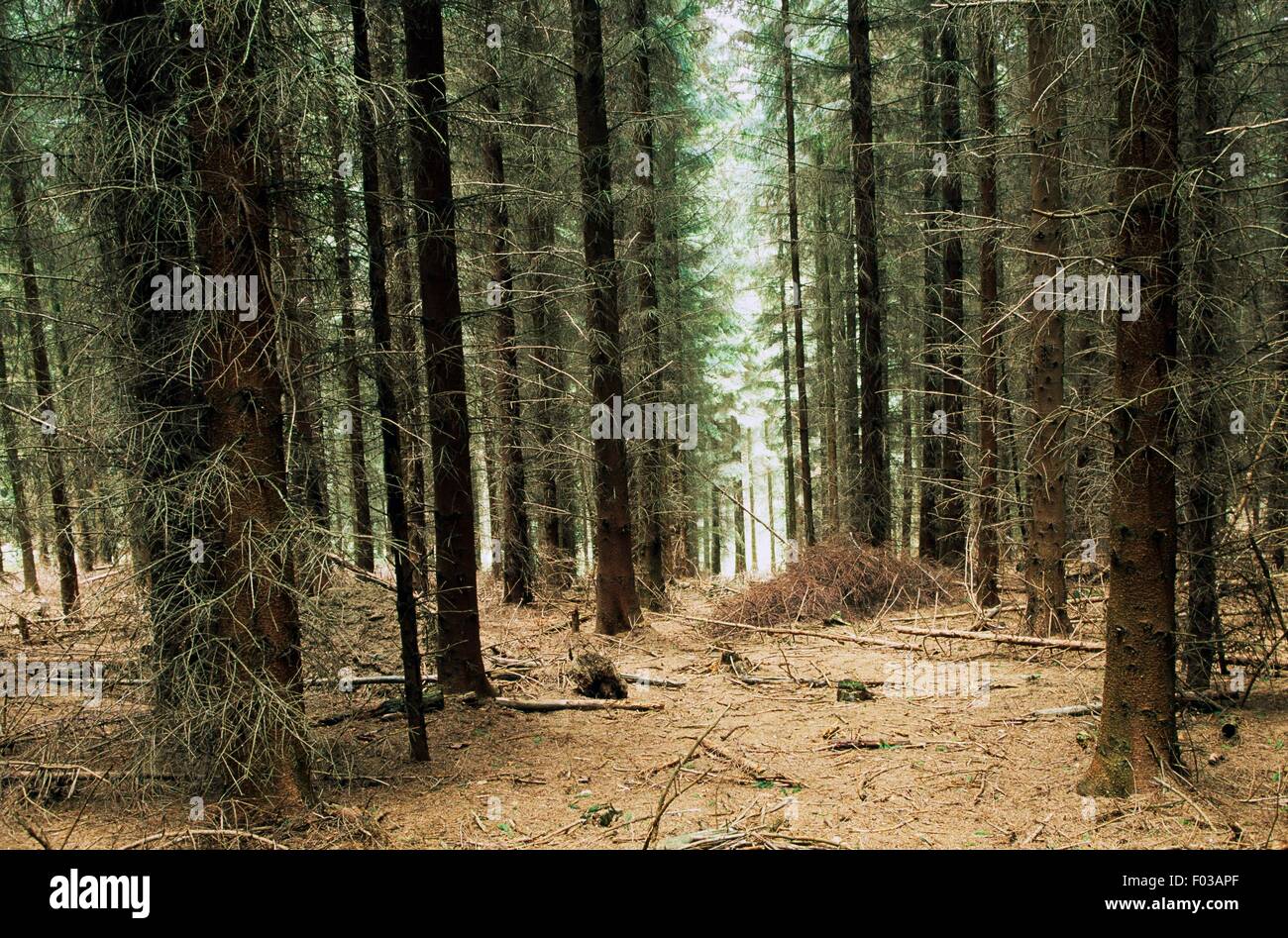 Foresta Lohrberg, Siebenbirge Natura Park (Siebenbirge Naturpark), Renania settentrionale-Vestfalia (Germania). Foto Stock