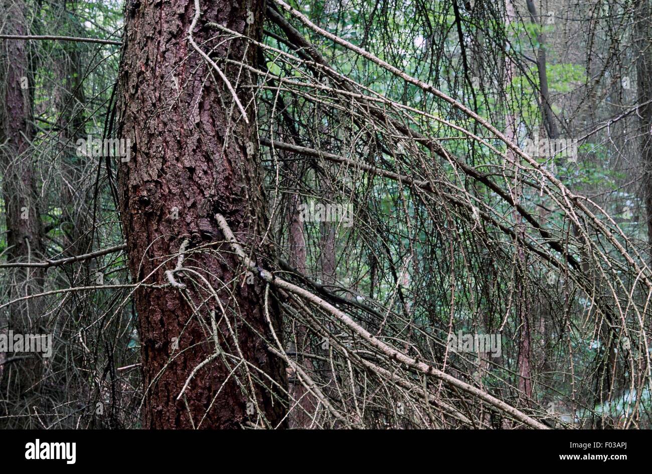 Foresta Lohrberg, Siebenbirge Natura Park (Siebenbirge Naturpark), Renania settentrionale-Vestfalia (Germania). Foto Stock