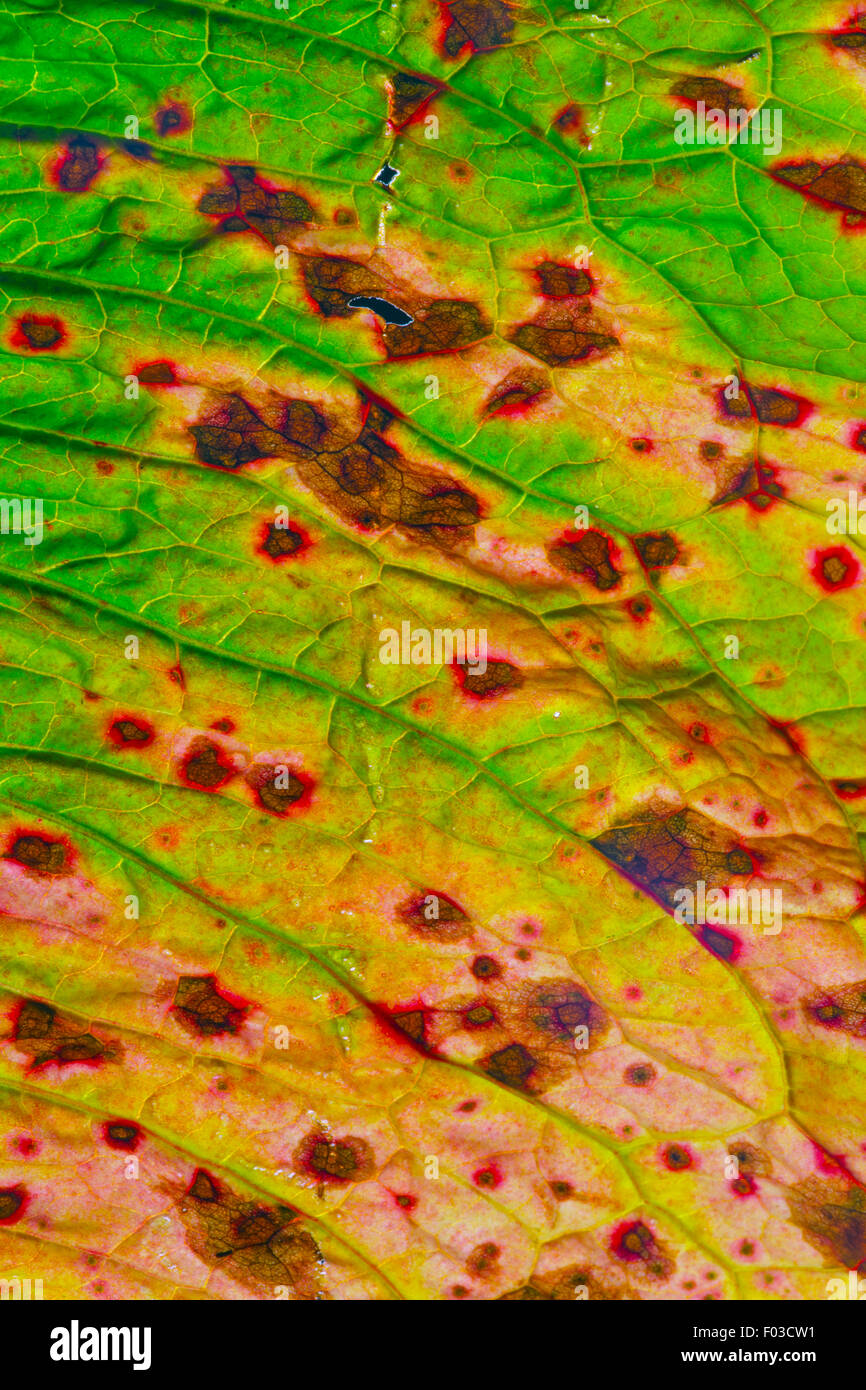 Dock arricciata Rumex crispus dettaglio foglia Foto Stock