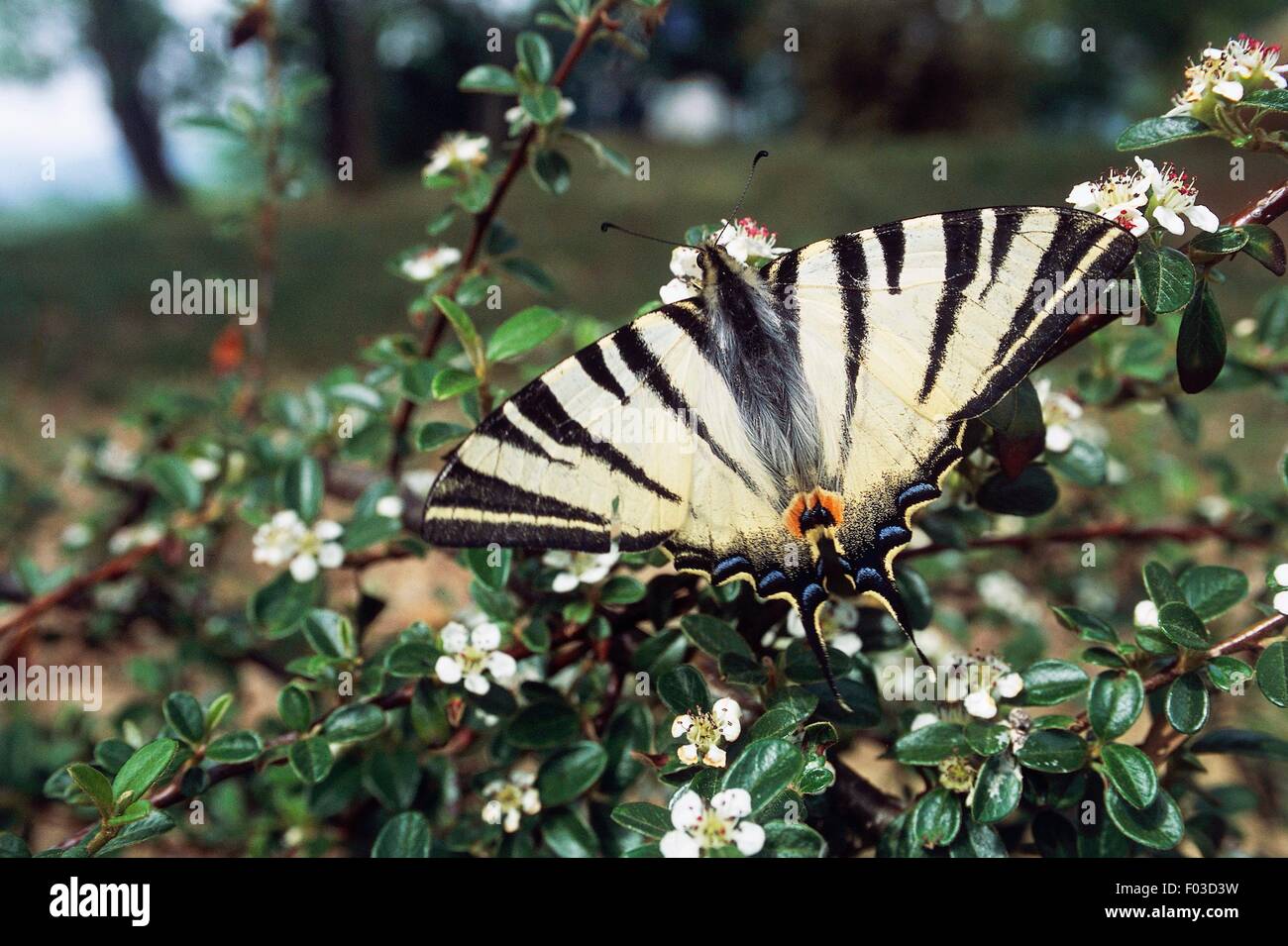 Butterfly, Monti Sibillini National Park, Marche, Italia. Foto Stock