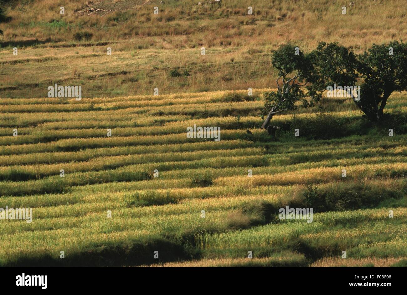 Madagascar, risaie tra Fianarantsoa e Isalo Massif Foto Stock