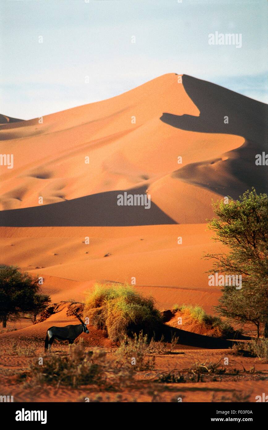 Dune vicino al Sossusvlei, lago effimero, Namib Desert (Patrimonio Mondiale UNESCO, 2013), Namibia. Foto Stock
