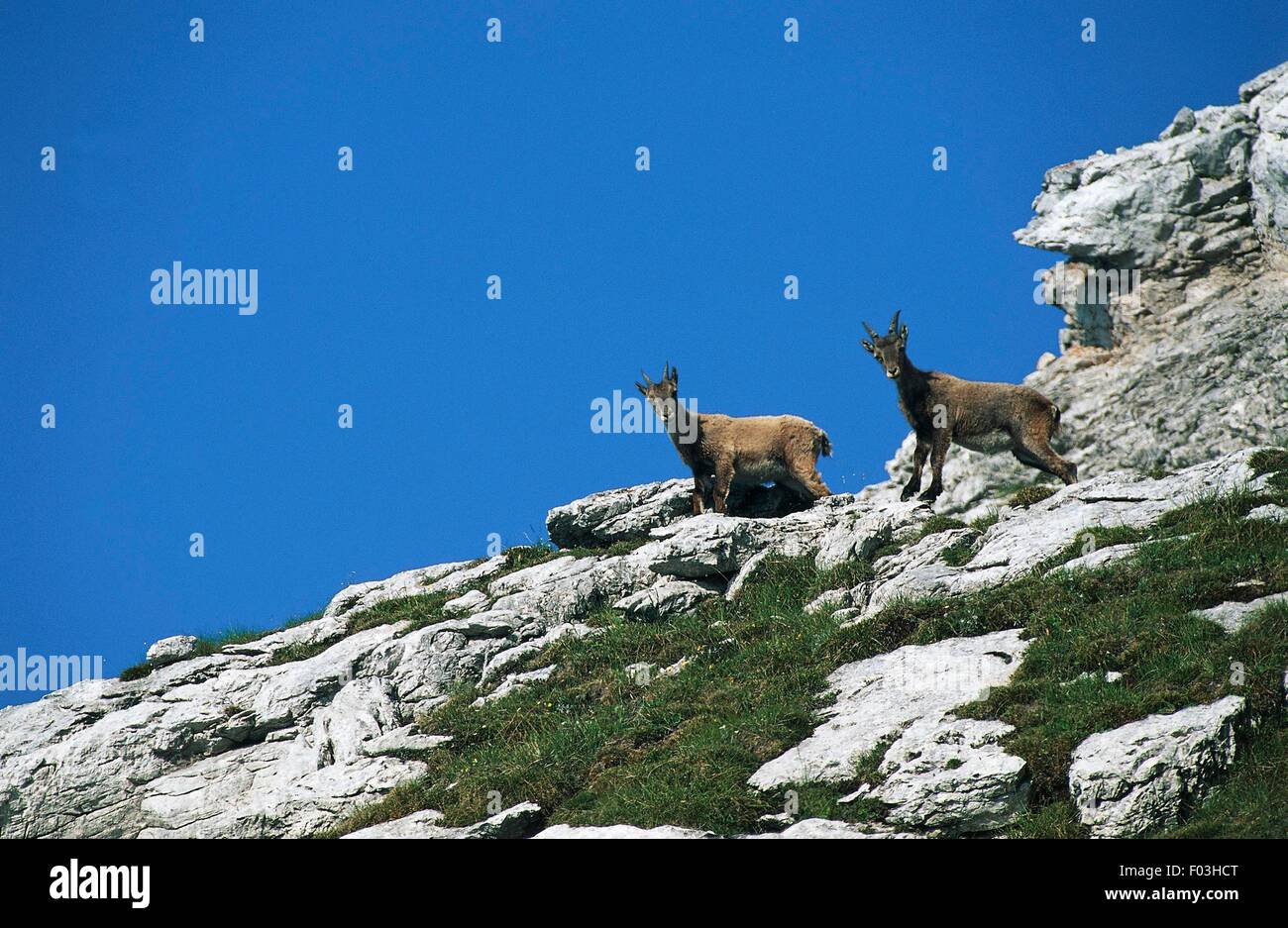 Stambecco delle Alpi (Capra ibex) a Forcella Duranno fino, Parco Naturale Regionale delle Dolomiti Friulane, Friuli Venezia Giulia, Italia. Foto Stock