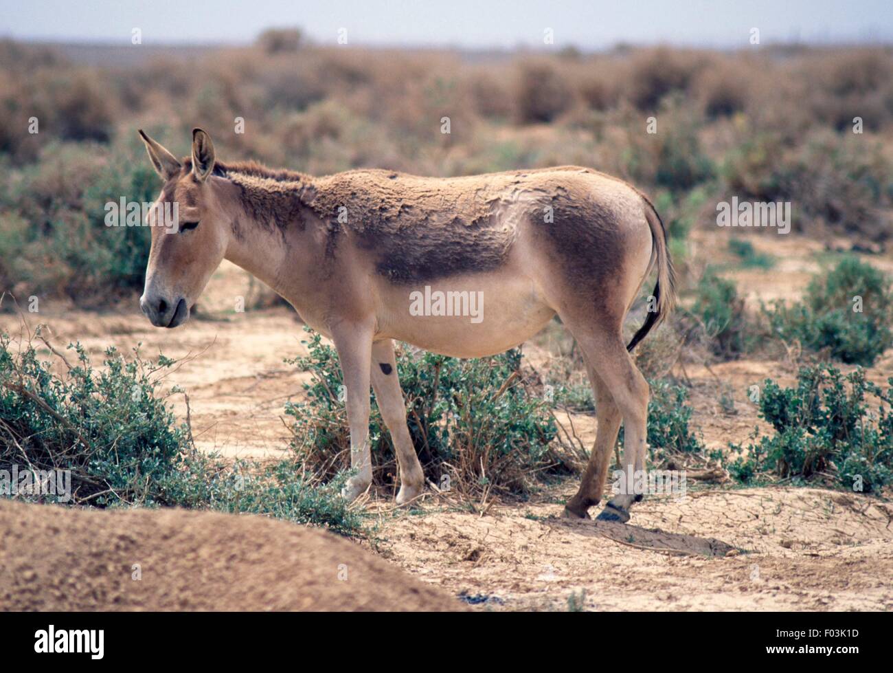 Onagro (Equus hemionus) pascolo, Shaumari riserva faunistica, Giordania. Foto Stock