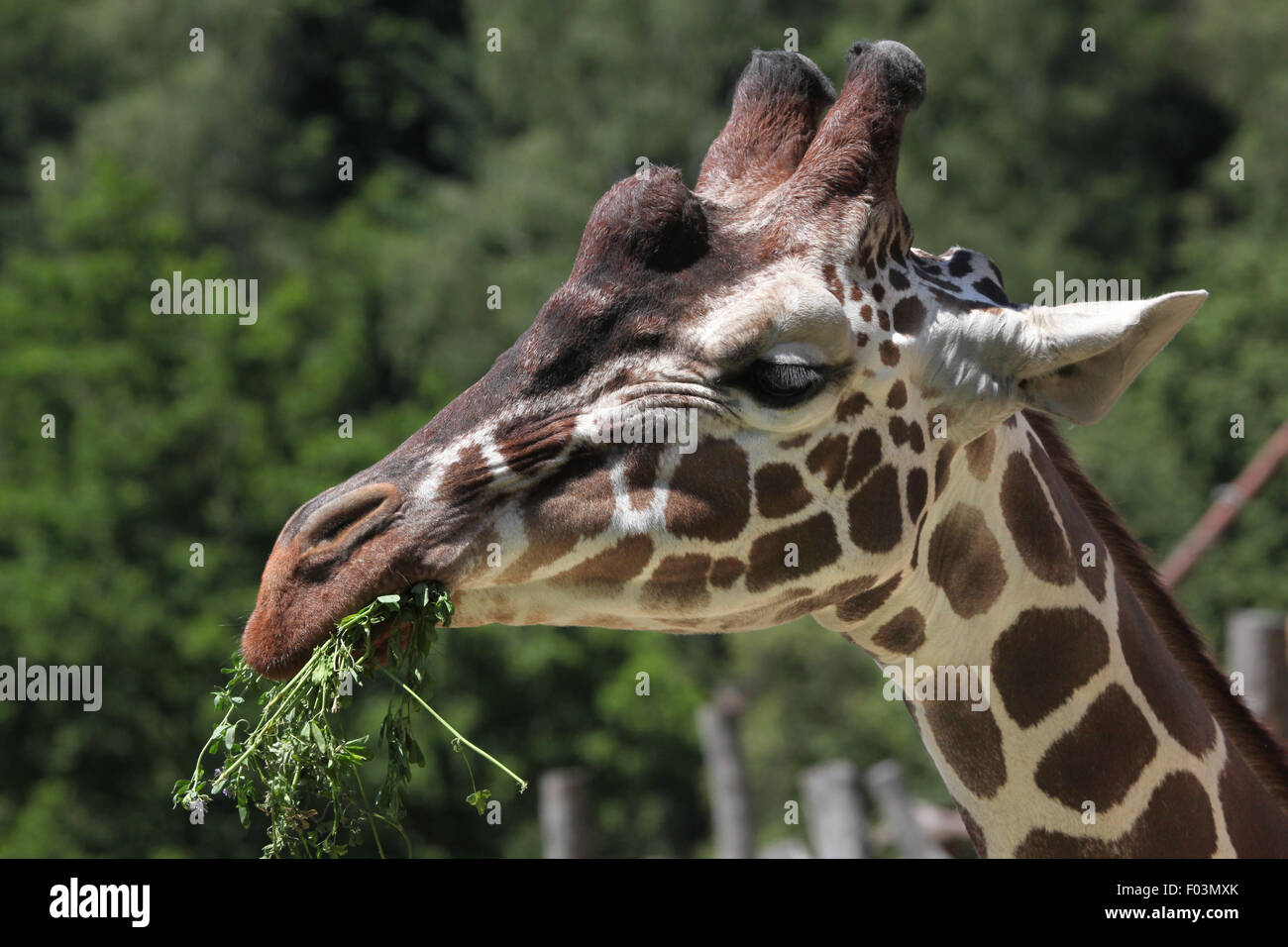 Giraffe reticolate (Giraffa camelopardalis reticulata), noto anche come la giraffa somala a Jihlava Zoo in Jihlava, Est Bohemi Foto Stock