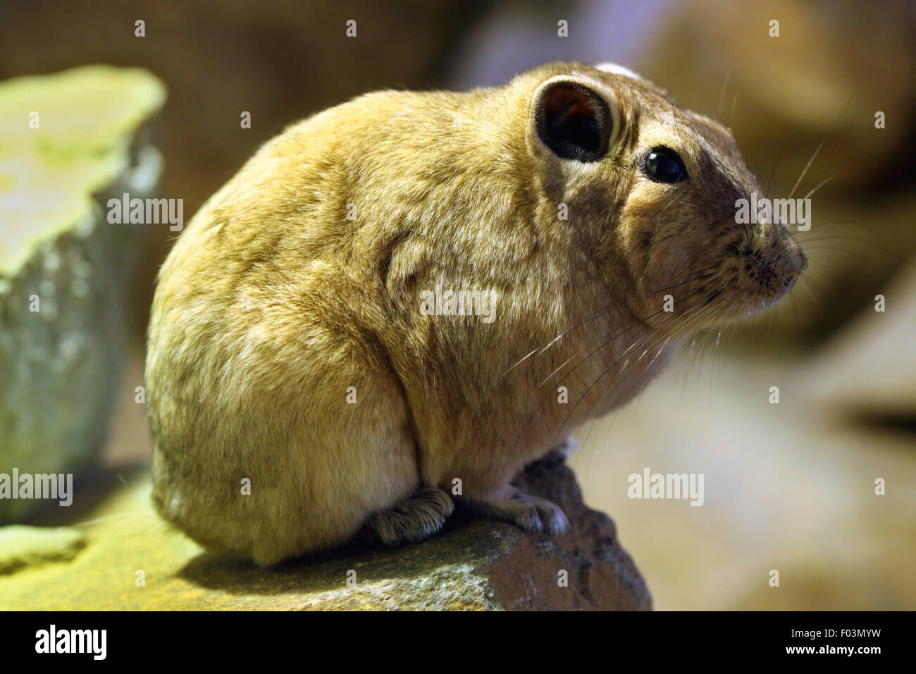 Gundi comune (Ctenodactylus gundi) a Jihlava Zoo in Jihlava, Boemia orientale, Repubblica Ceca. Foto Stock