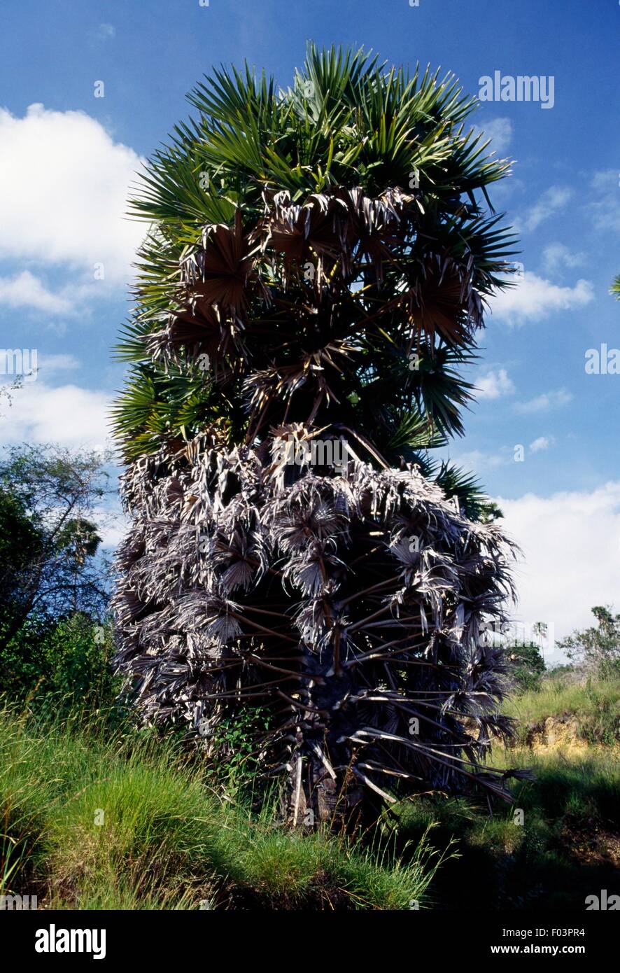 Lontar palm (Borassus flabellifer), Rinca Isola, Parco Nazionale di Komodo (Patrimonio Mondiale UNESCO, 1991), l'Orientale Sunda Islands (Nusa Tenggara Timur), Indonesia. Foto Stock