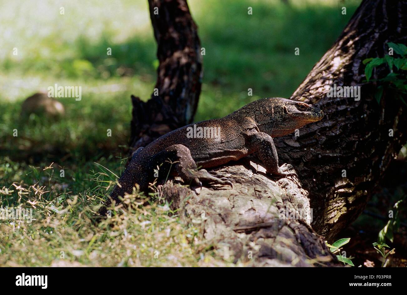 Drago di Komodo (Varanus komodoensis), Isola di Komodo, Parco Nazionale di Komodo (Patrimonio Mondiale UNESCO, 1991), Orientale Sunda Islands (Nusa Tenggara Est), Indonesia. Foto Stock