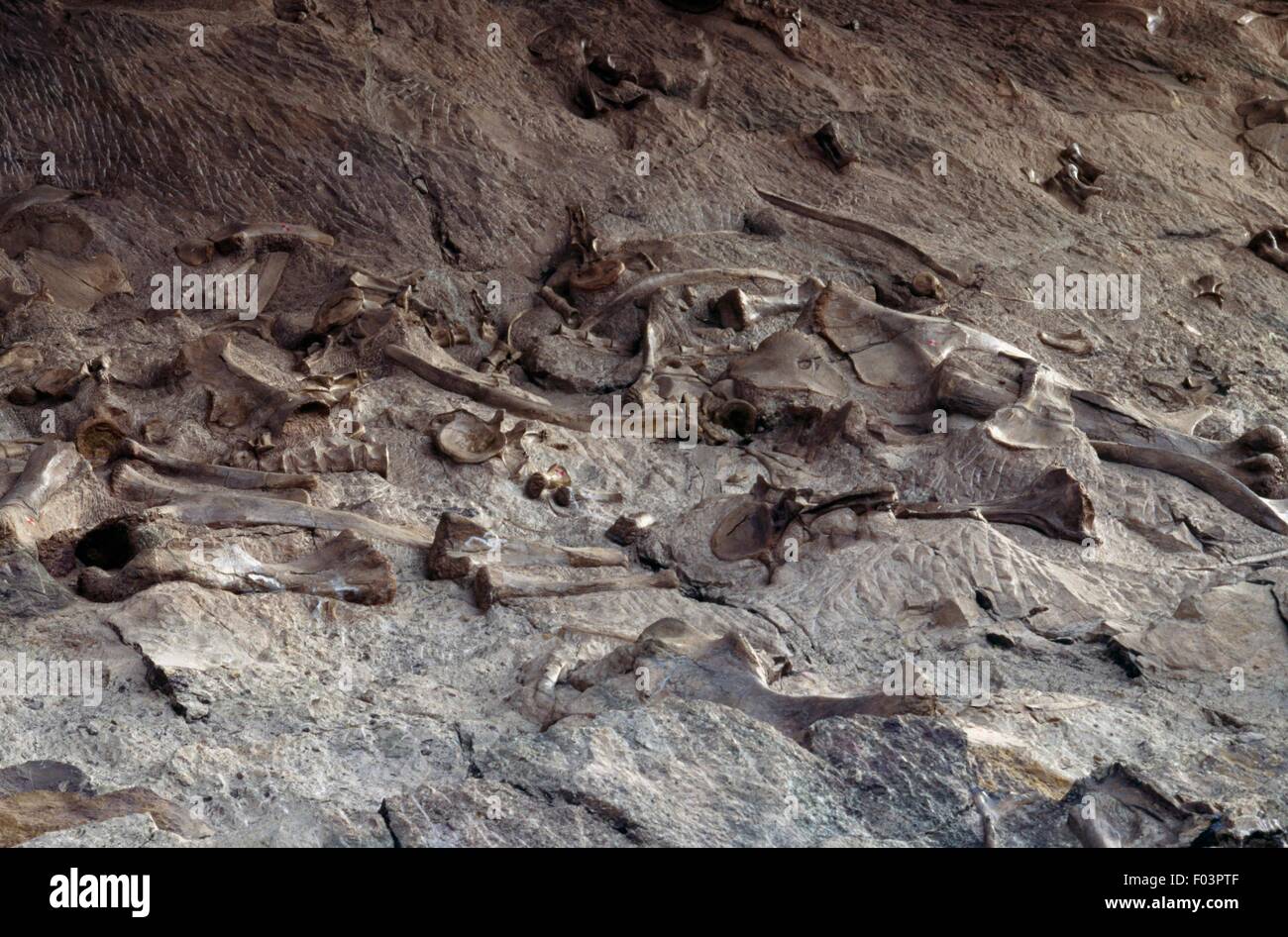 Fossili di dinosauro conservato nella roccia, Dinosaur Quarry, Dinosaur National Monument, Utah e Colorado, Stati Uniti d'America. Foto Stock
