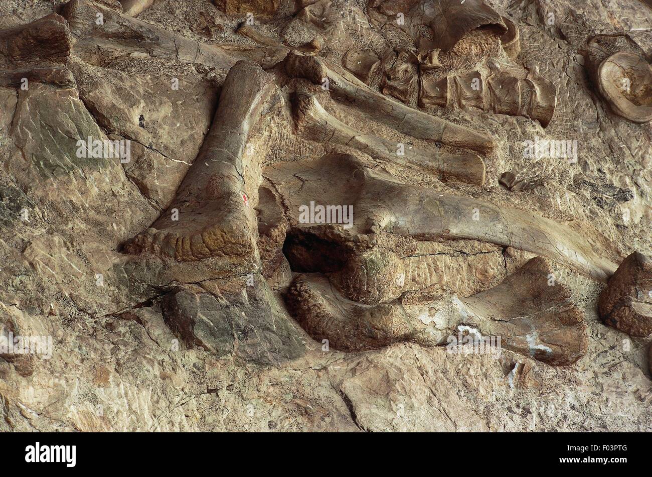Fossili di dinosauro conservato nella roccia, Dinosaur Quarry, Dinosaur National Monument, Utah-Colorado, Stati Uniti d'America. Dettaglio. Foto Stock