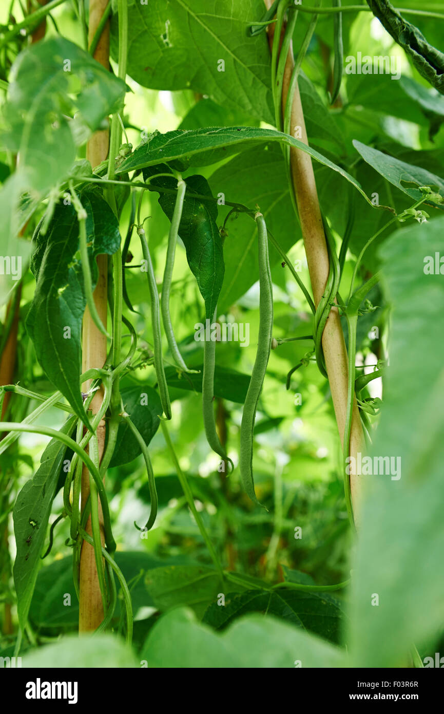 Verde fagiolo piante con un raccolto di fagioli cresce una canna wigwam in un orto. Foto Stock