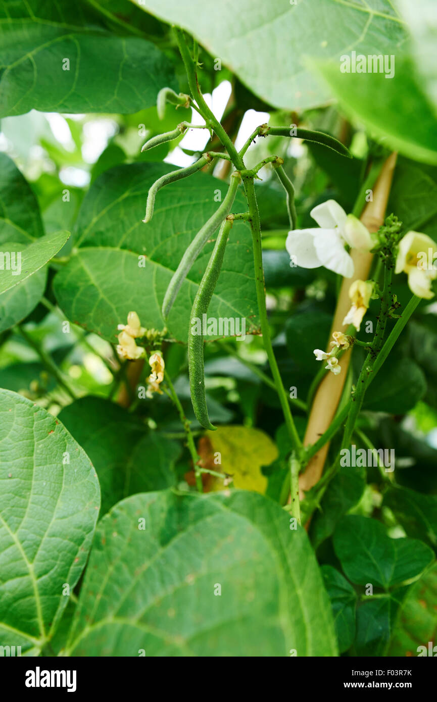 Runner piante di fagiolo con fiori di colore bianco e un raccolto di fagioli giovani cresce una canna wigwam in un orto. Foto Stock