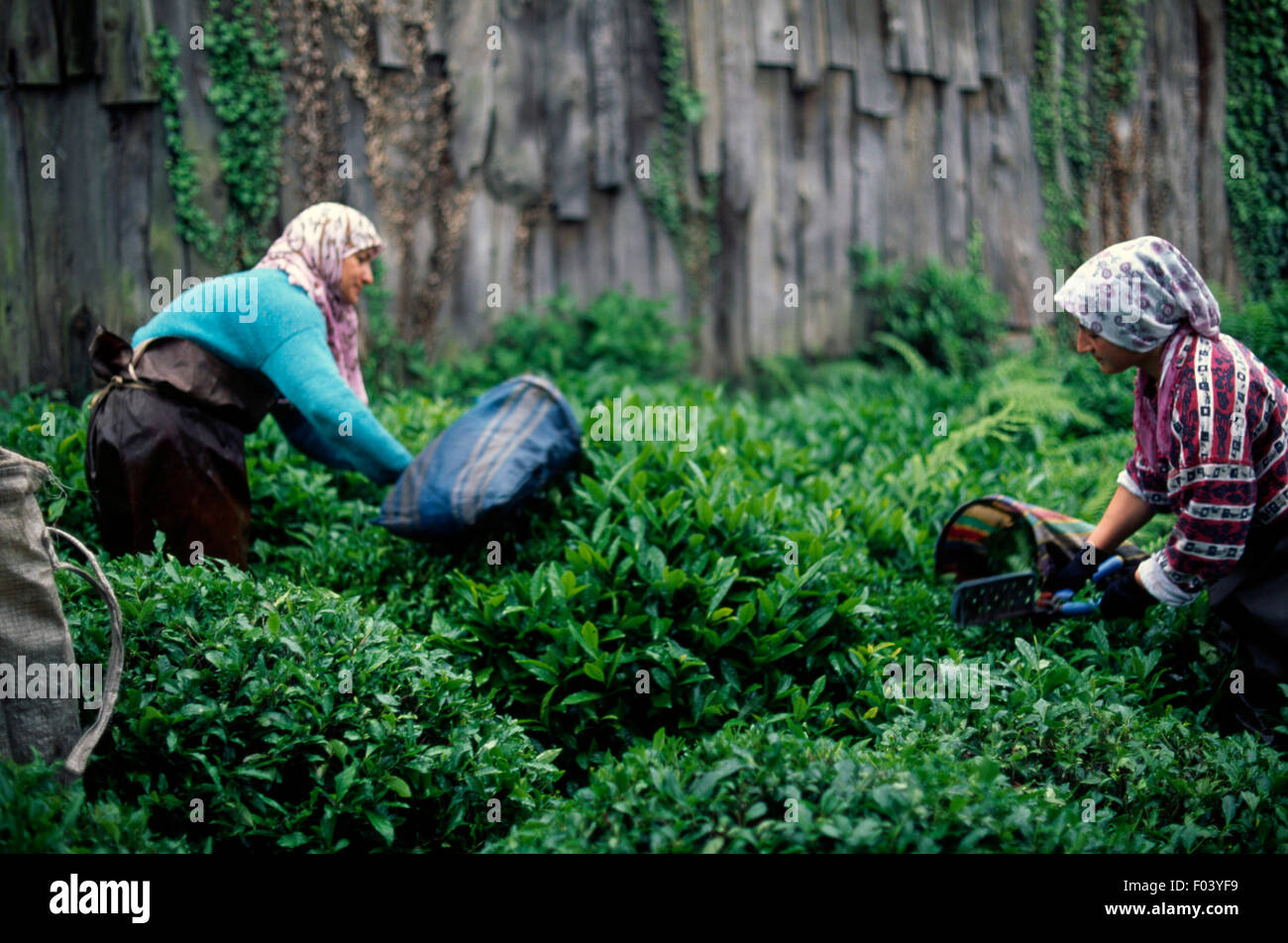 Gli agricoltori che raccolgono tè, Rize, Turchia. Foto Stock