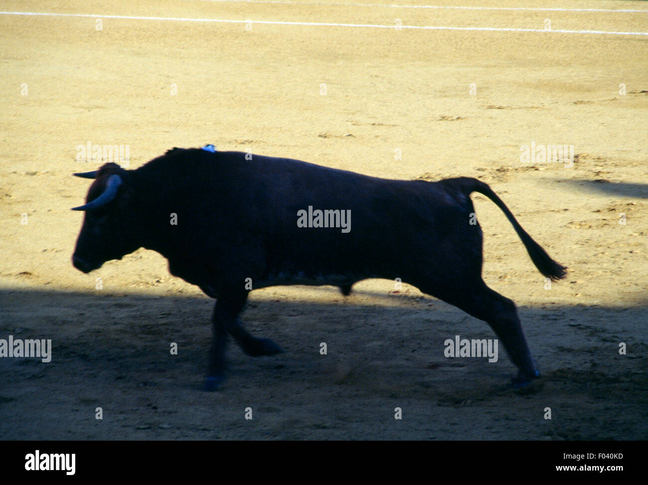 Bull nell'arena dei tori, Aracena, Andalusia, Spagna. Foto Stock