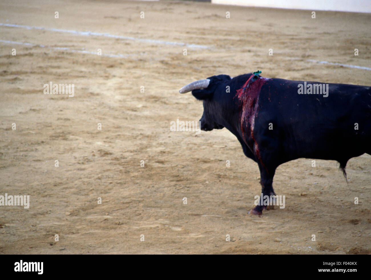 Bull nell'arena dei tori, Aracena, Andalusia, Spagna. Foto Stock
