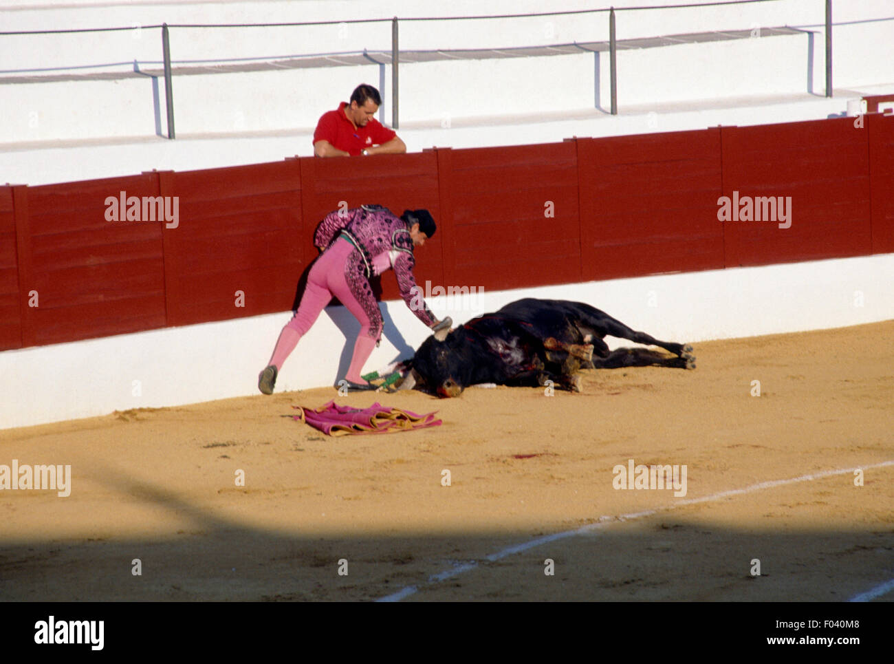 Bull morto dopo una corrida, Aracena, Andalusia, Spagna. Foto Stock