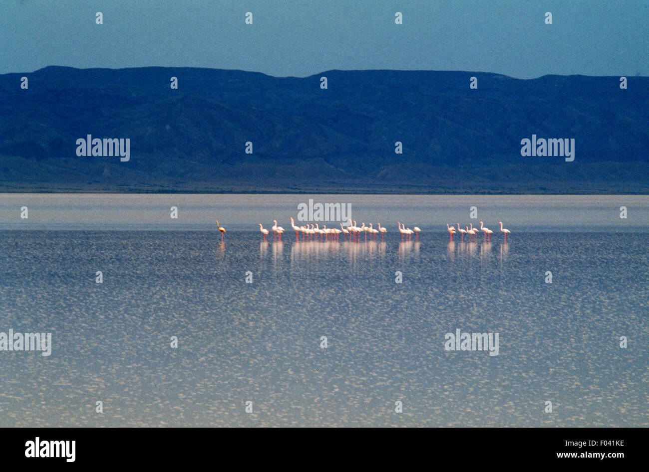 Fenicotteri rosa, Chott el Djerid, Salt Lake, Tunisia. Foto Stock