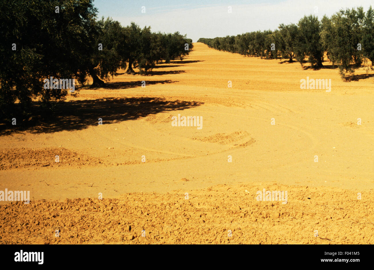 Oliveto, Tunisia. Foto Stock