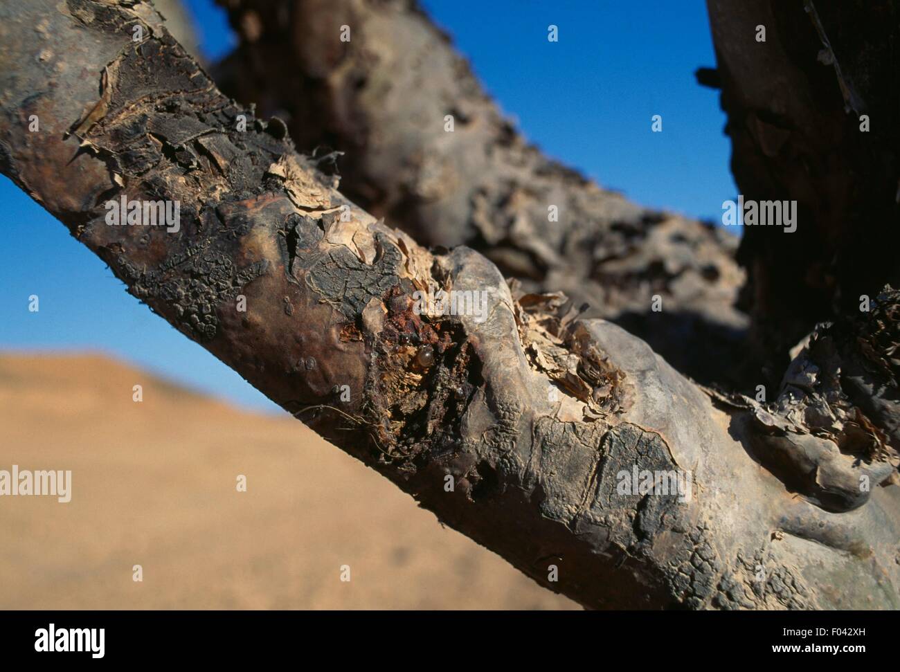 Incisioni con resina su un ramo di un Incenso (Boswellia Sacra), vicino a Salalah, Oman. Foto Stock