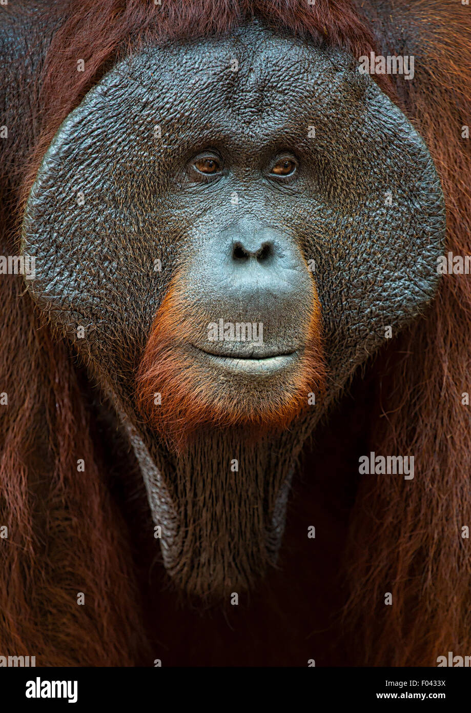 Maschio dominante orangutan a Kalimantan, Borneo Foto Stock