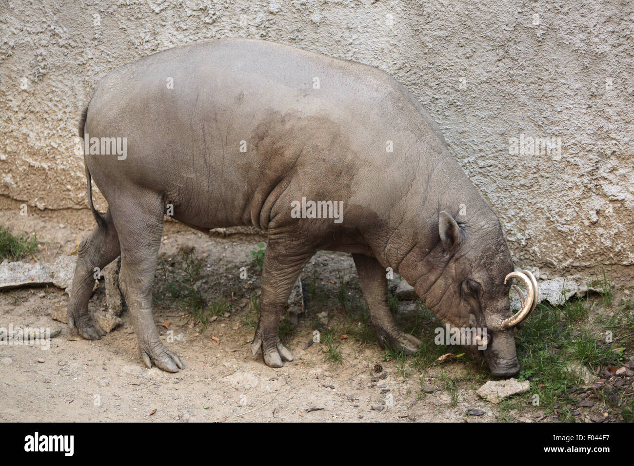 Sulawesi babirusa (Babyrousa celebensis) a Jihlava Zoo in Jihlava, Boemia orientale, Repubblica Ceca. Foto Stock