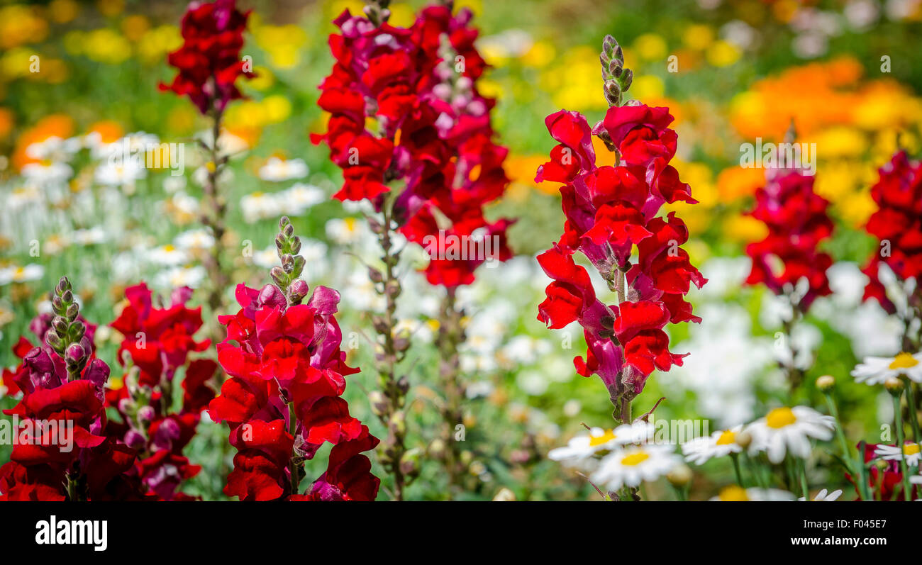 Coloratissimi fiori Antirrhinum, noto anche come bocche di leone. Foto Stock