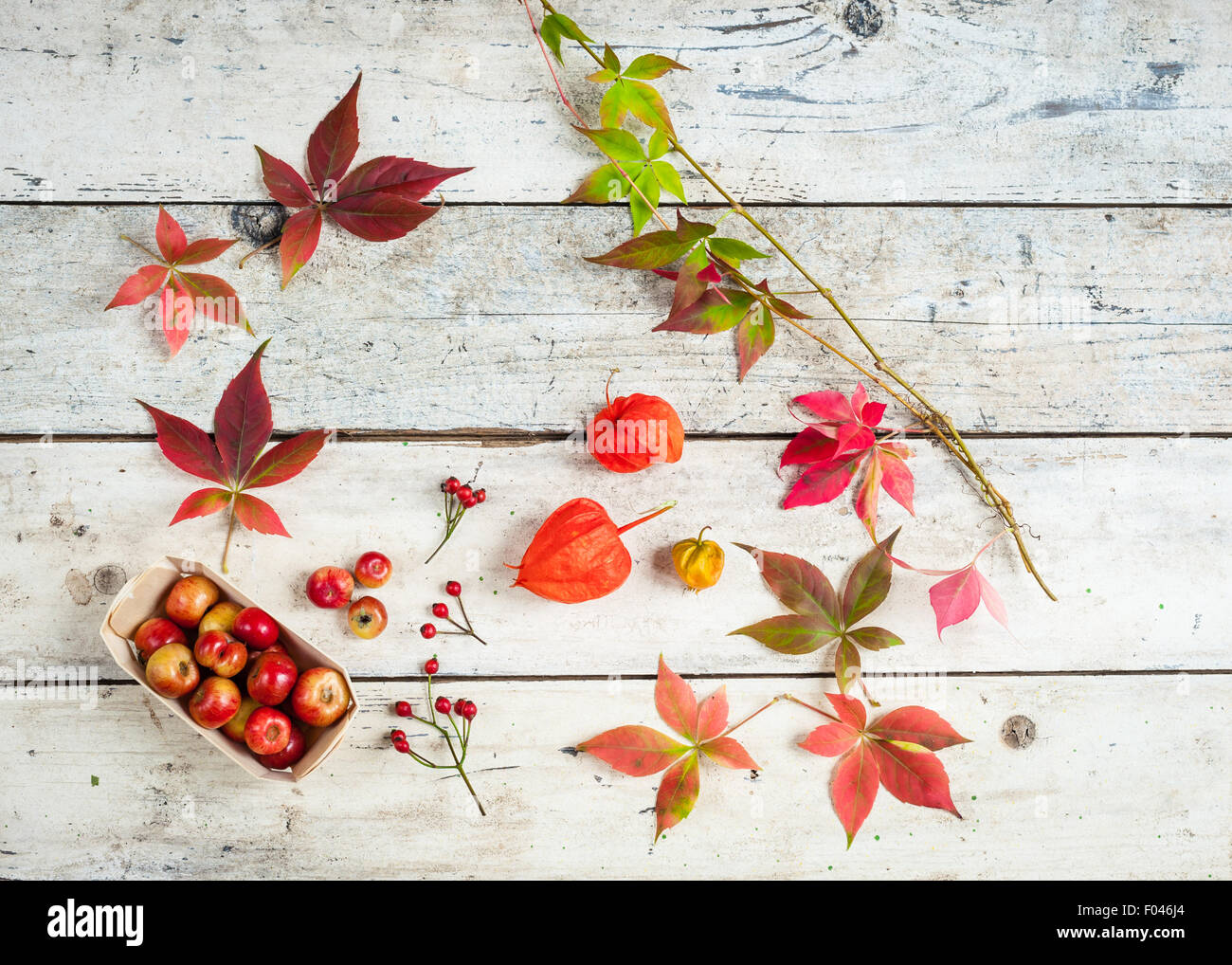 Raduni di autunno di granchio di mele, cinorrodi, Virginia foglie del superriduttore e lanterne cinesi Foto Stock