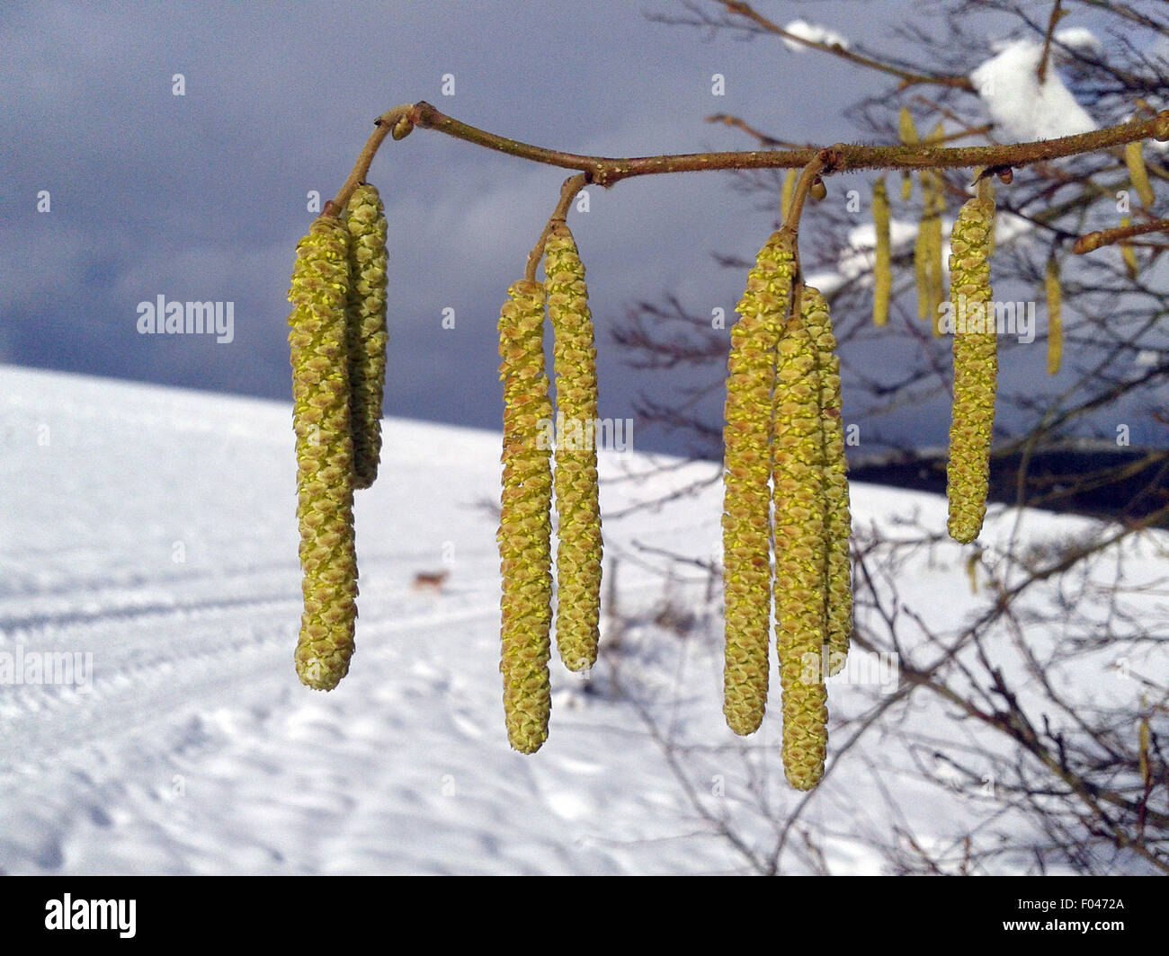 Haselkaetzchen, Haselnusskaetzchen; Corylus; Foto Stock