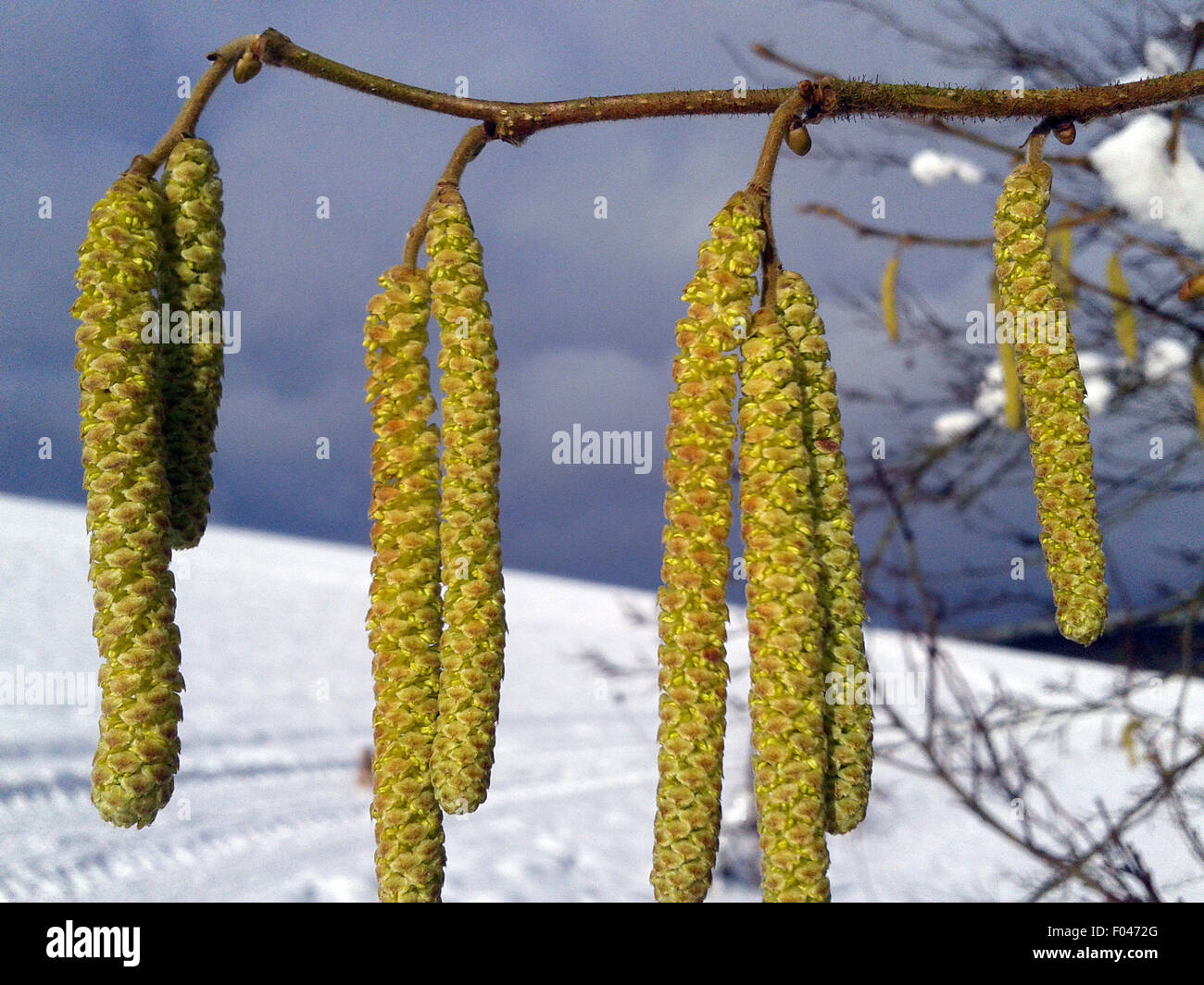 Haselkaetzchen, Haselnusskaetzchen; Corylus; Foto Stock