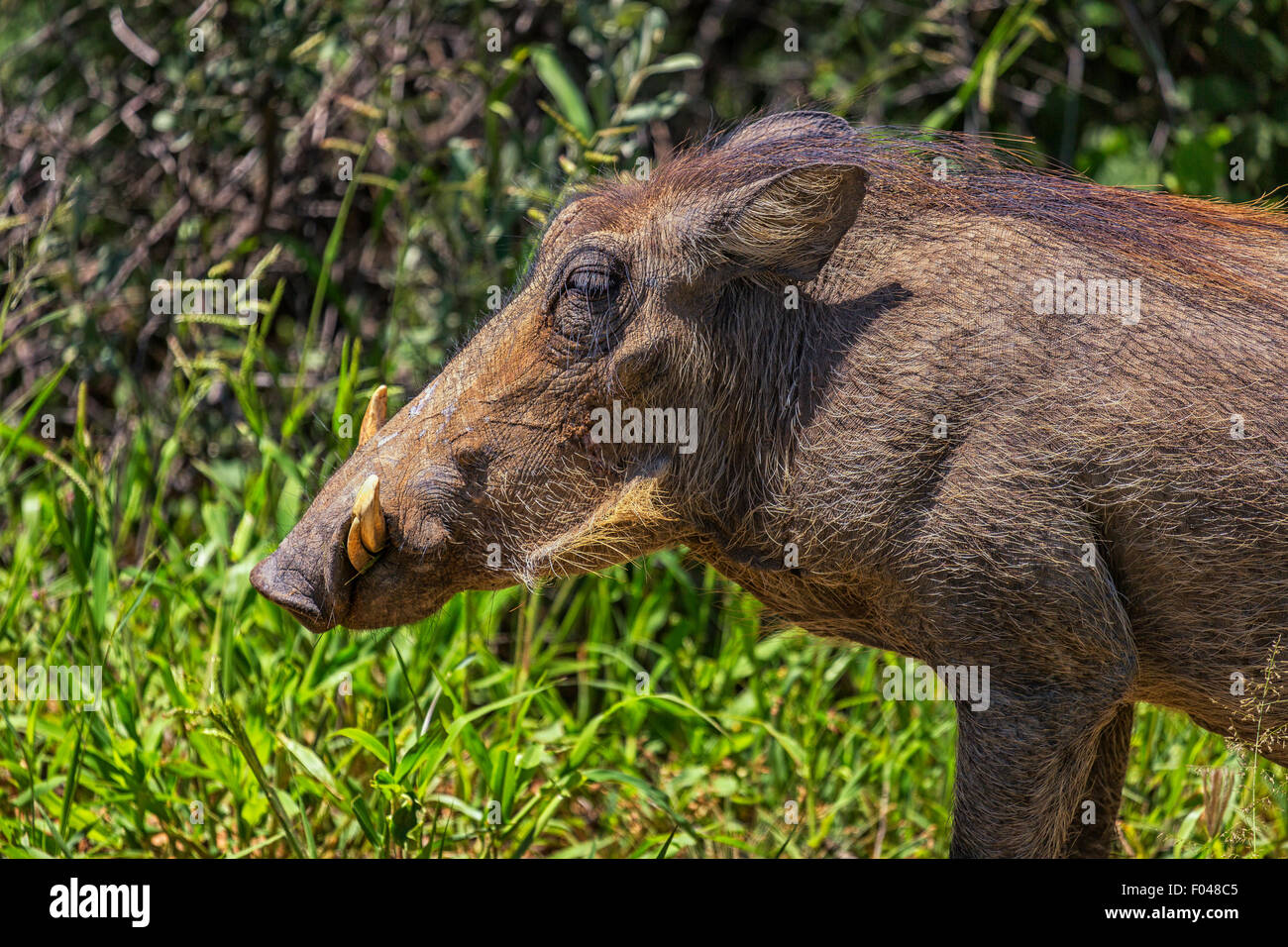 Warthog comune (Phacochoerus africanus) in Etosha National Park, Namibia, Africa Foto Stock