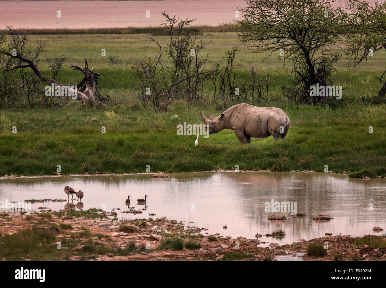 Rinoceronte e uccelli da waterhole presso il Parco Nazionale di Etosha, Namibia, Africa Foto Stock